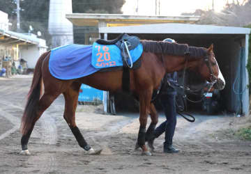 【プロキオンS】ペイシャエス フェブラリーS切符ゲットで小西師ラストG1へ必勝！ 7歳衰えなし、初京都キャリアで補う