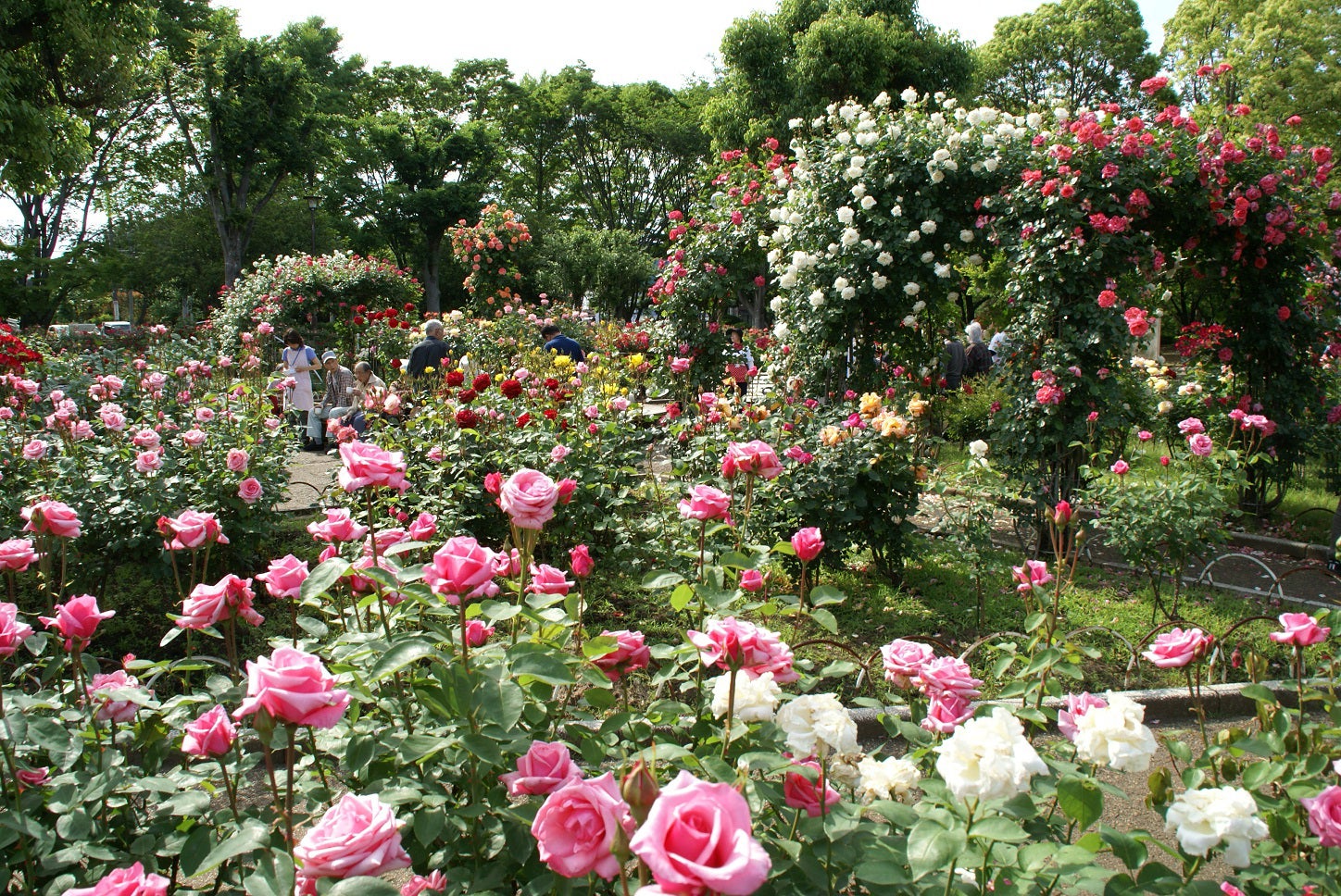 綾瀬市／光綾公園／画像提供：綾瀬市