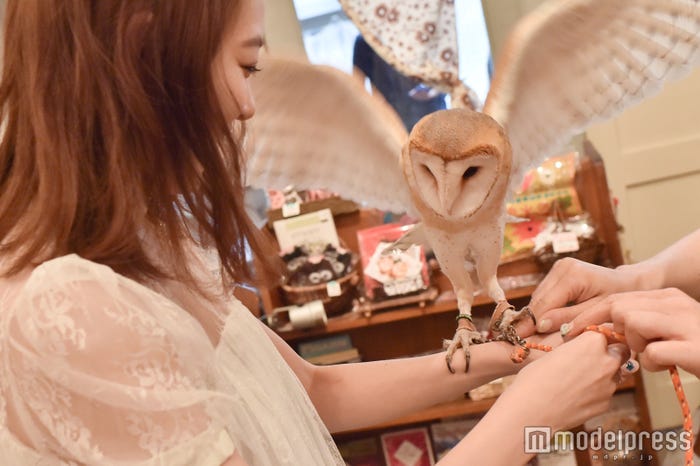 みるきー、フクロウを腕に乗せ…(C)モデルプレス