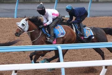 【ダービー卿CT】イミグラントソング 動きはまずまず 辻師は久々も自信あり「肉体的に成長。得意の舞台で走り切ってくれれば」