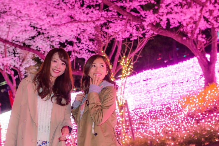 さがみ湖桜まつり 関東最大級2 500本の桜を愛でる イルミ 夜桜ライトアップも 女子旅プレス さがみ湖桜まつり 関東最大級2 500本の桜を愛でる イルミ 夜桜ライトアップも 女子旅プレス