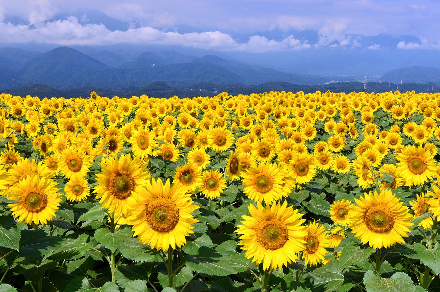太陽に向かって育つ向日葵たち　明野のひまわり畑／画像提供：北杜市観光協会