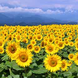 太陽に向かって育つ向日葵たち　明野のひまわり畑／画像提供：北杜市観光協会