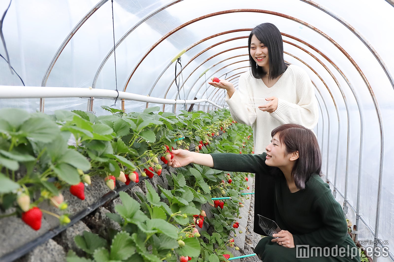 鈴なりのイチゴに気分が高まる！練乳は各自持参とのこと。（C）モデルプレス