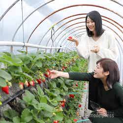 鈴なりのイチゴに気分が高まる!練乳は各自持参とのこと。(C)モデルプレス