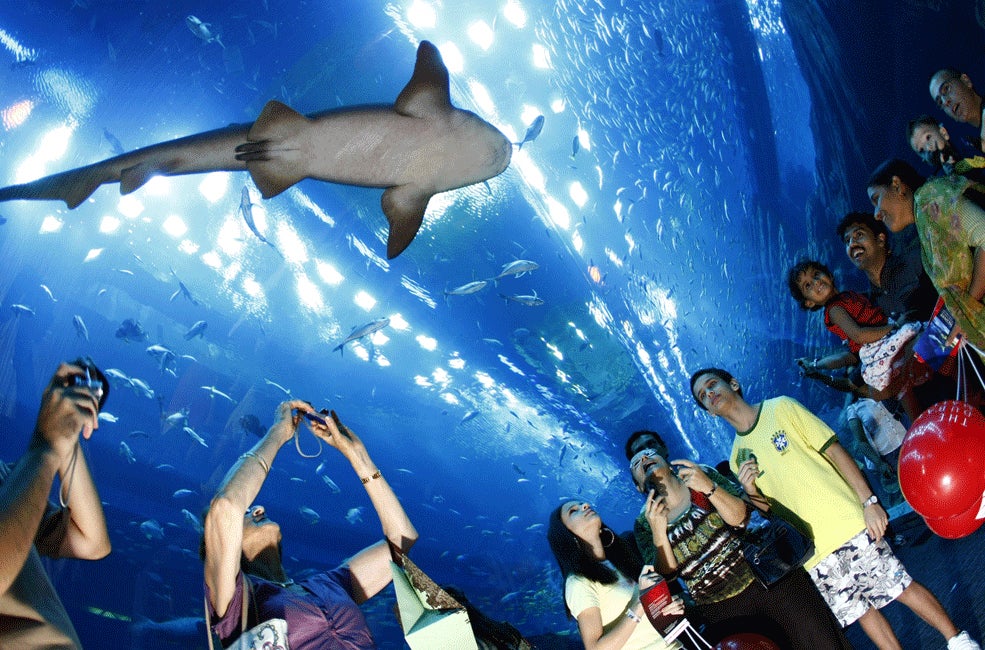 ドバイ水族館／画像提供：ドバイ政府観光・商務局