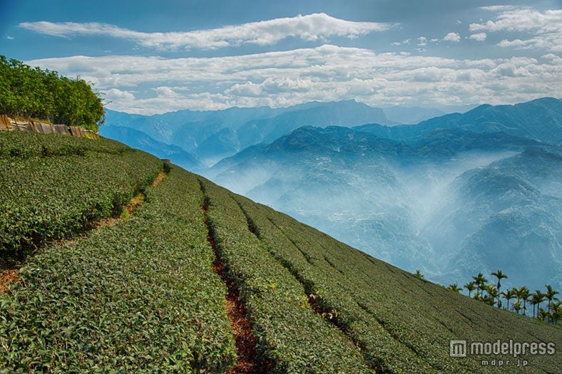 上質な茶葉を使用／画像提供：Gong cha