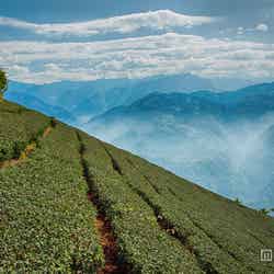 上質な茶葉を使用/画像提供:Gong cha