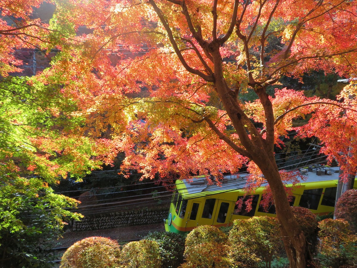 高尾山ケーブルカー周辺の紅葉（提供画像）