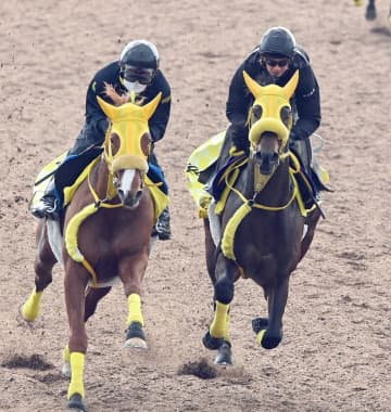 【フェブラリーS】ウィルソンテソーロ 万全の臨戦態勢 悲願成就へ心身整った 川田「自分の競馬に徹するのみ」