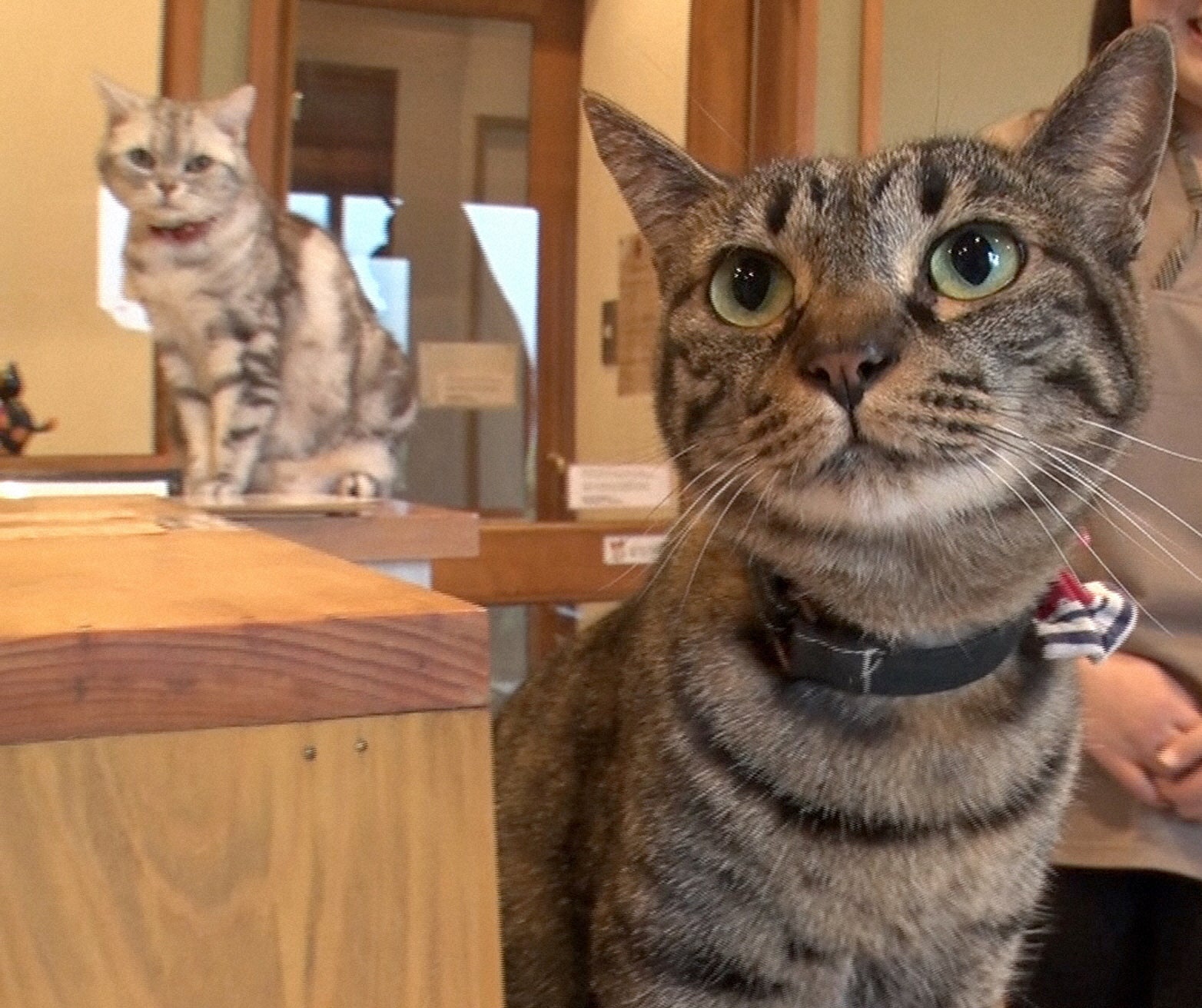 「温泉もふもふ」に登場するニャンコたち （C）NHK