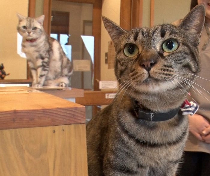 「温泉もふもふ」に登場するニャンコたち (C)NHK