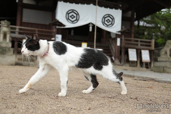 世界初キャットストリートビューが話題 猫のまち にハマる女子続出 女子旅プレス 世界初キャットストリートビューが話題 猫のまち にハマる女子続出 女子旅プレス