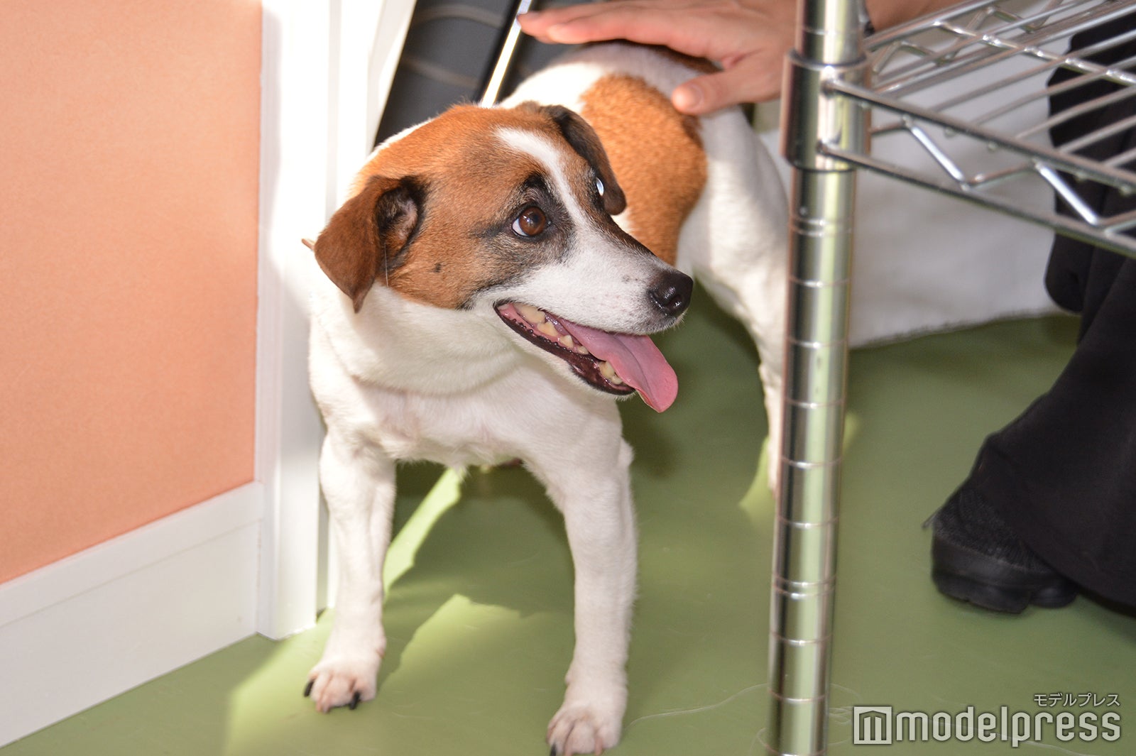 ようこそ！！ ワンガン夏祭り　THE ODAIBA 2019（C）モデルプレス