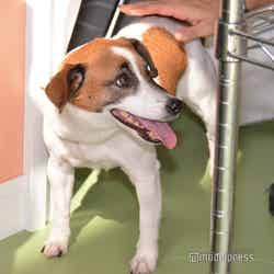 ようこそ!! ワンガン夏祭り THE ODAIBA 2019(C)モデルプレス