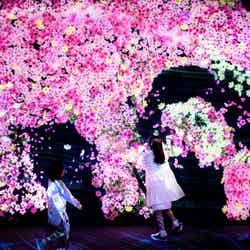 花と共に生きる動物たち II - A Whole Year per Year /画像提供:チームラボ