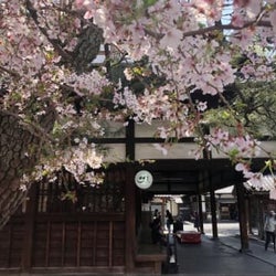 京都の中心部で桜をじっくり堪能したい!おすすめの隠れお花見スポット