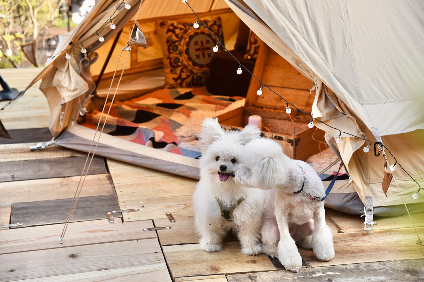 The Forest Garden KIMINOMORI／画像提供：inter-wave