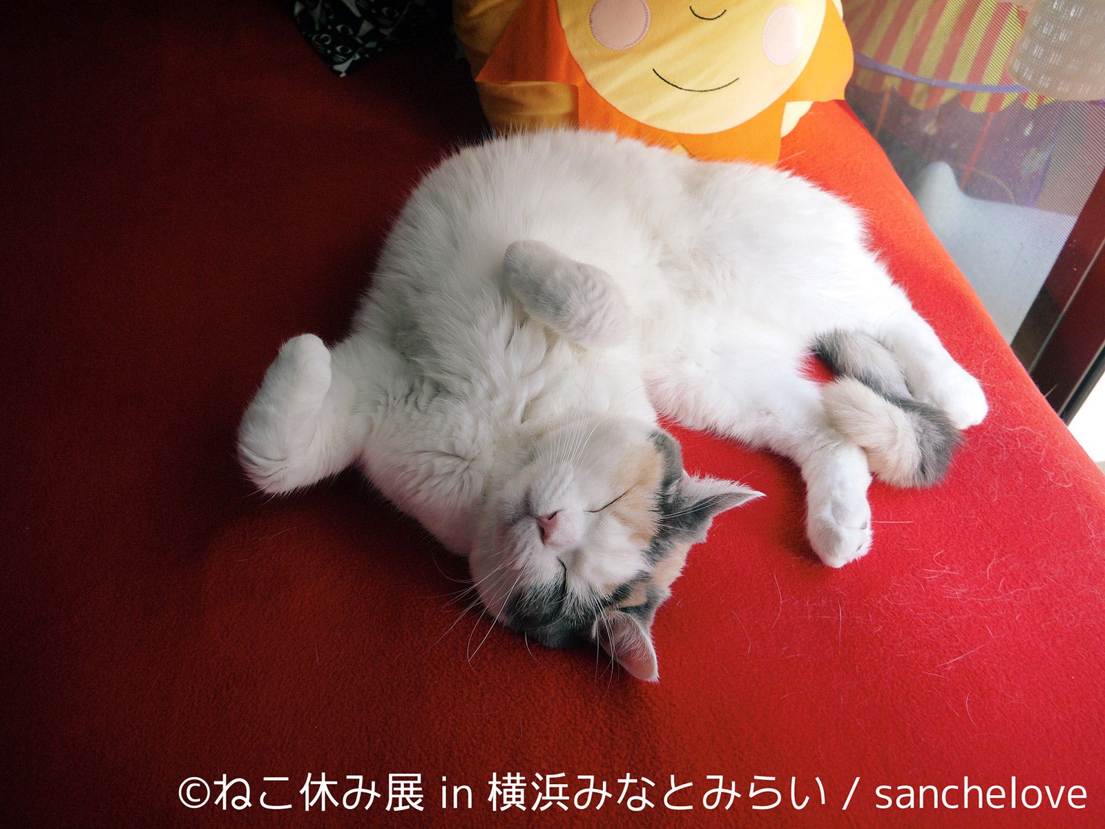 ねこ休み展／画像提供：株式会社BACON