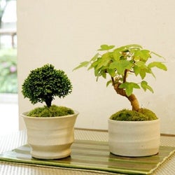 盆栽にハマる人急増中!春はお部屋にグリーンを取り入れてみて♡