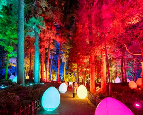 「チームラボ 偕楽園 光の祭」日本三名園・偕楽園の梅林で光のアート演出