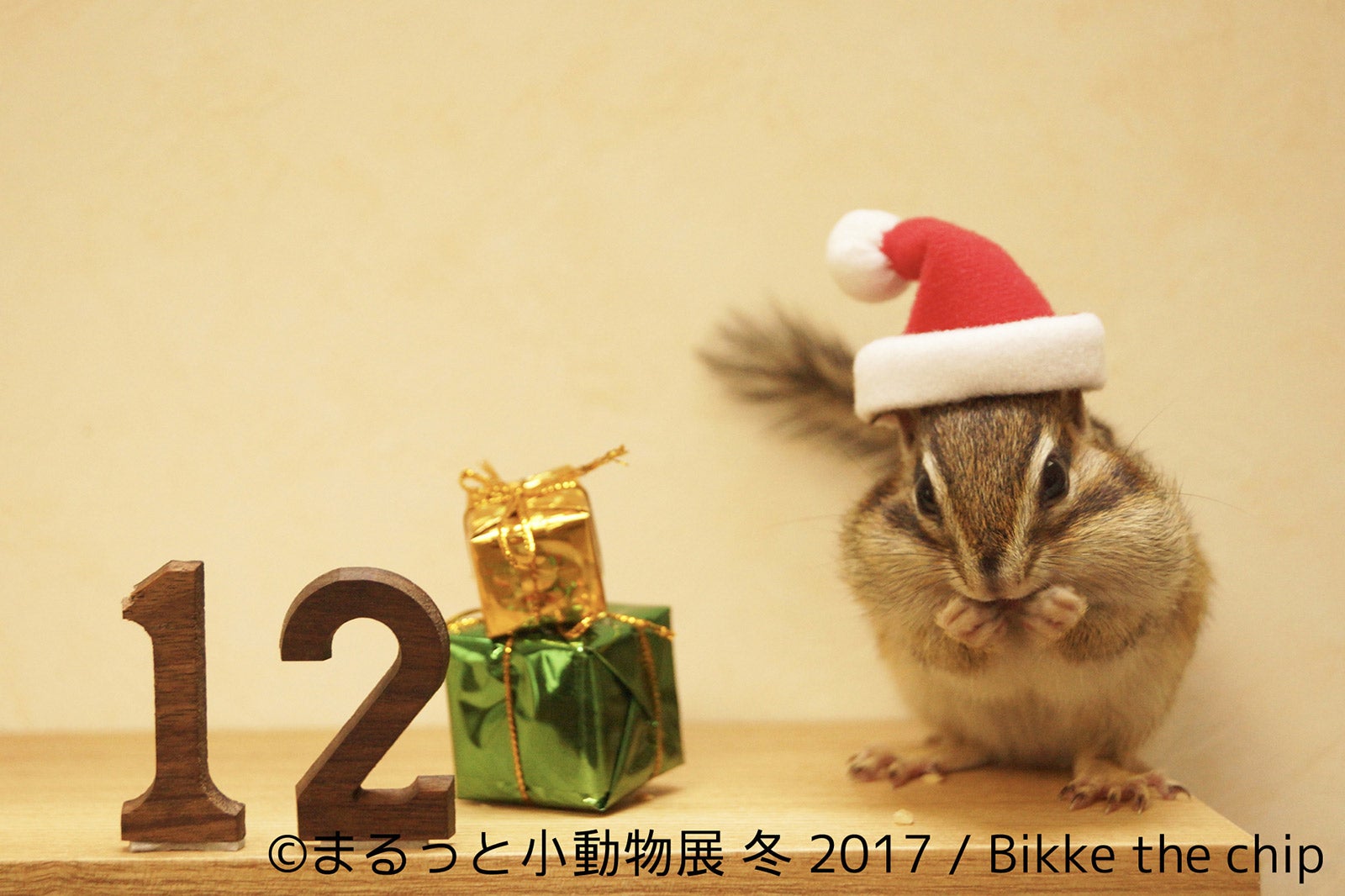 「まるっと小動物展 冬 2017」／画像提供：株式会社BACON