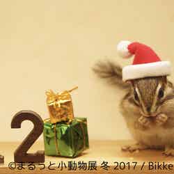 「まるっと小動物展 冬 2017」/画像提供:株式会社BACON