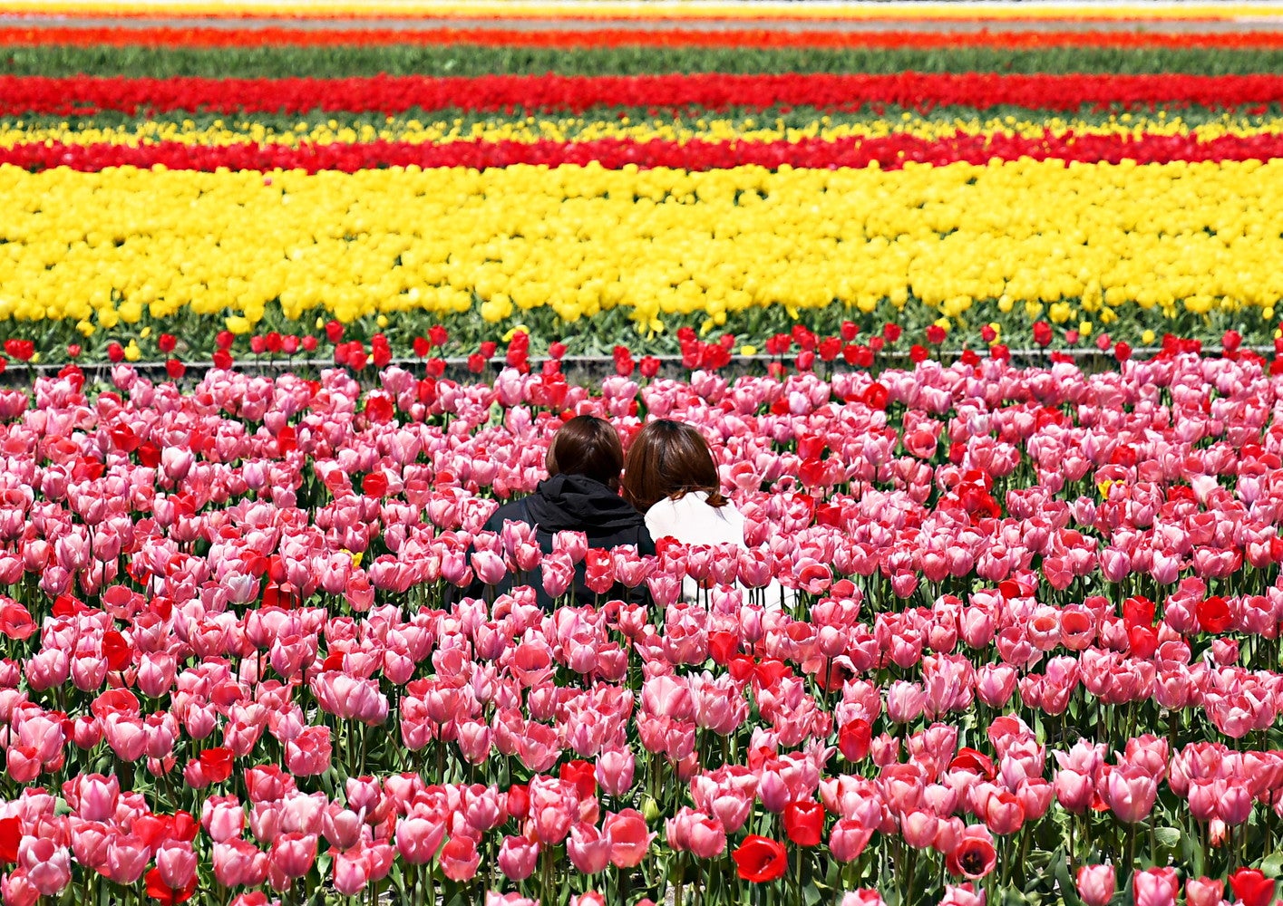 にゅうぜんフラワーロード／提供画像