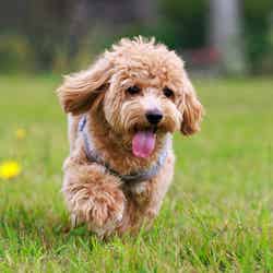 なごみリゾートRun八ヶ岳/提供画像