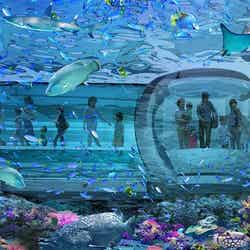 色彩豊かなサンゴ礁の海を水中散歩(イメージ)/提供素材