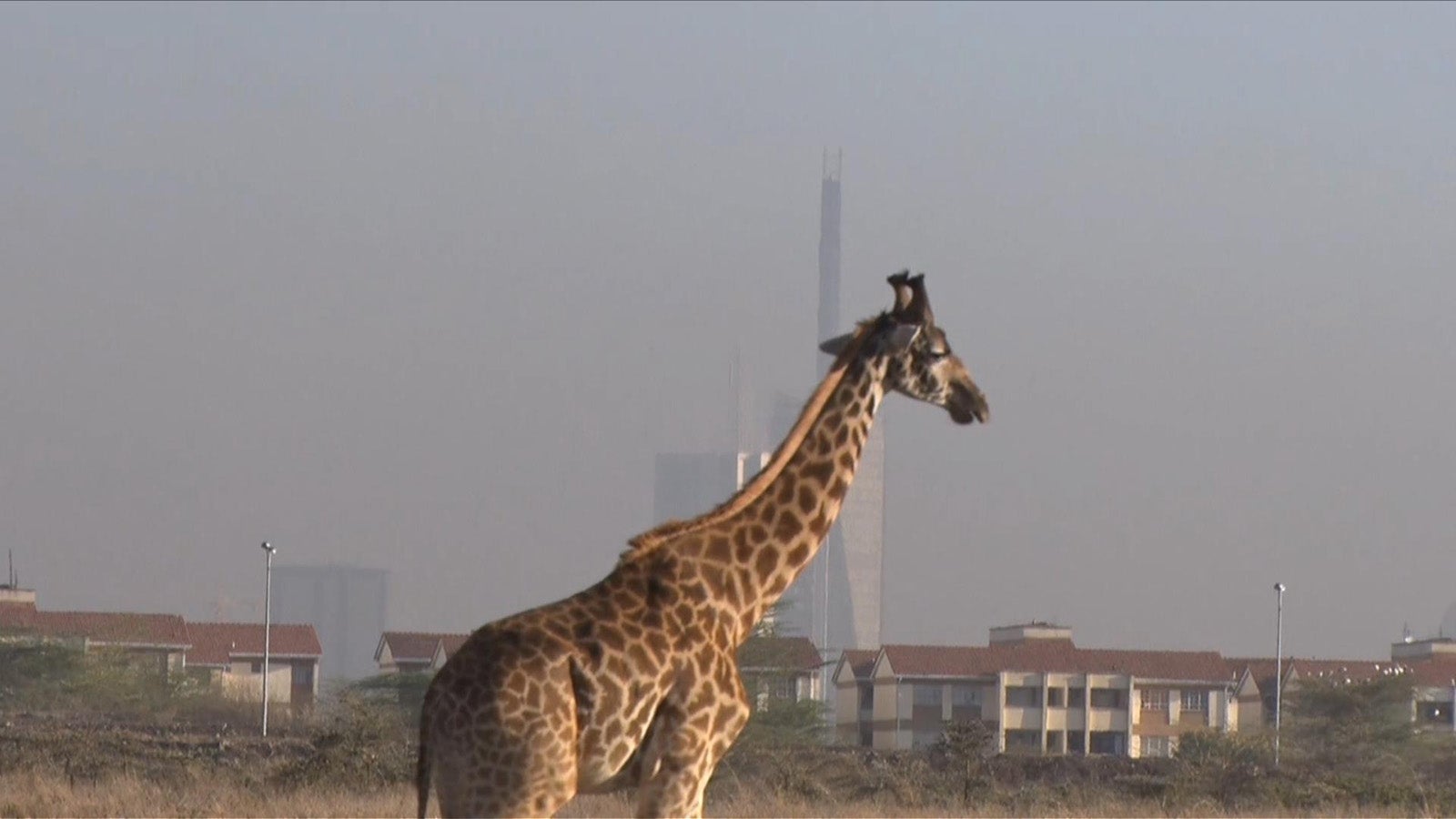 ケニアのキリン（画像提供：毎日放送）