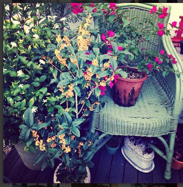 テラスにもグリーンや花がいっぱい