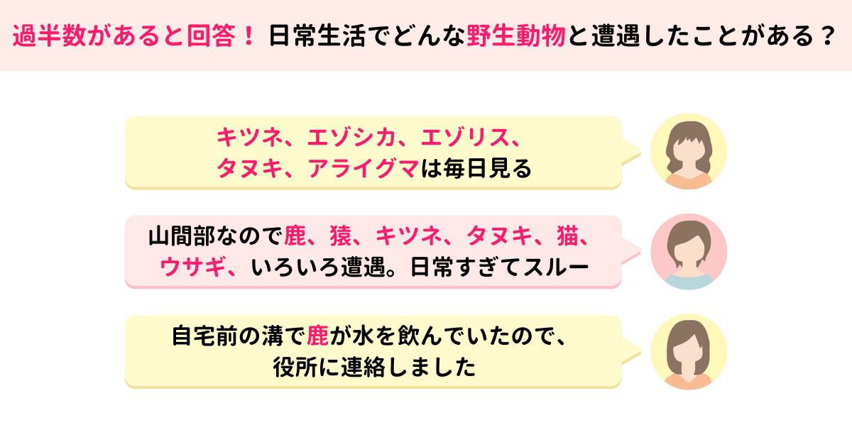 野生動物との遭遇