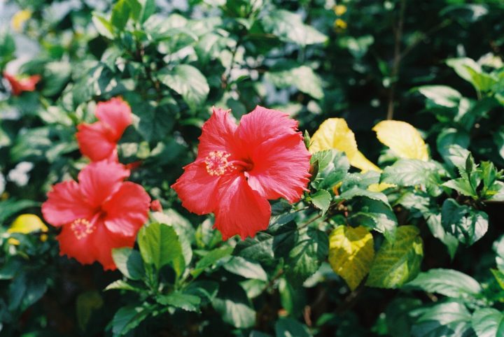 夏の花 花言葉を集めました 贈り物にも想いを込められる素敵な花言葉って モデルプレス