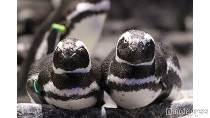 「恋する水族館。」／画像提供：オリックス