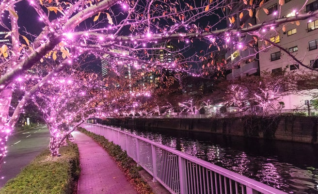 目黒川にピンクの 冬の桜 が咲く 目黒川みんなのイルミネーション19 開催 女子旅プレス