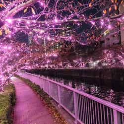 「目黒川みんなのイルミネーション2019」過去開催の様子/画像提供:目黒川みんなのイルミネーション実行委員会