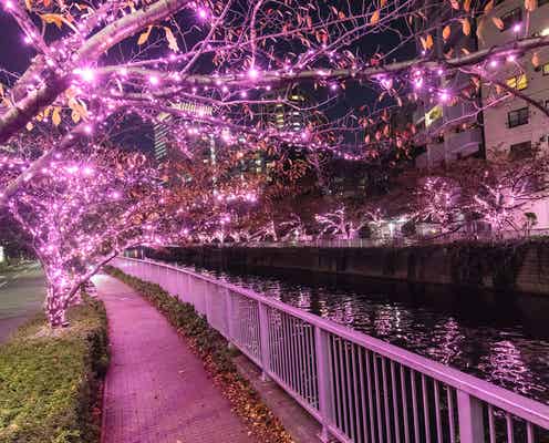 目黒川にピンクの“冬の桜”が咲く「目黒川みんなのイルミネーション2019」開催