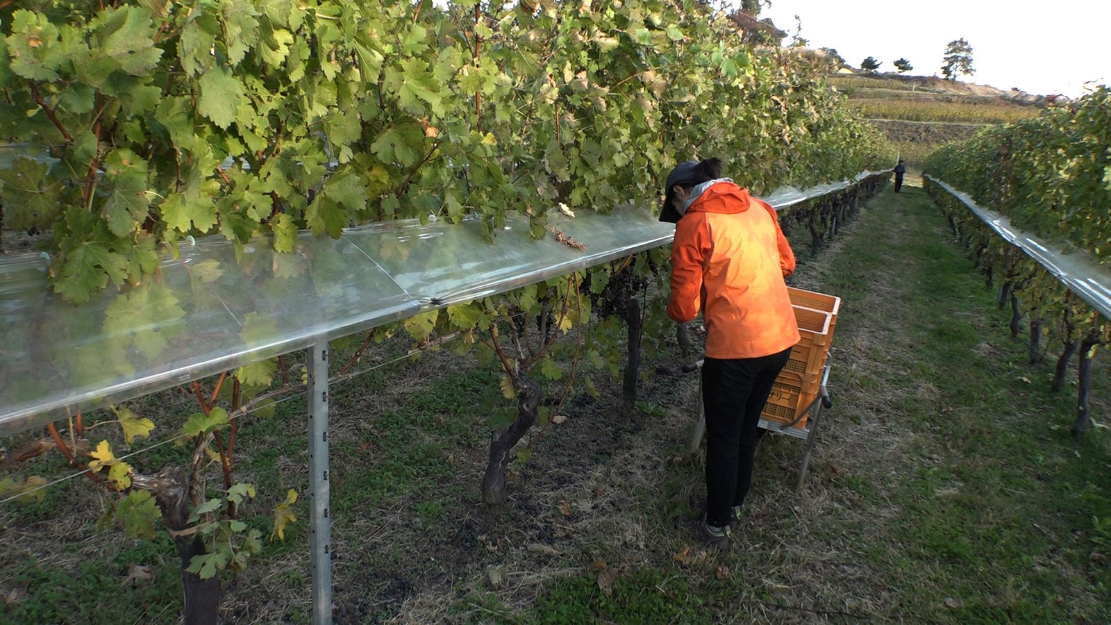 三澤彩奈（写真提供：関西テレビ）