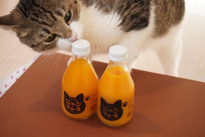 ジュースを飲んでフードロス削減＆ネコを救う！ネコ愛たっぷりの和歌山みかんのニャンジュース - モデルプレス