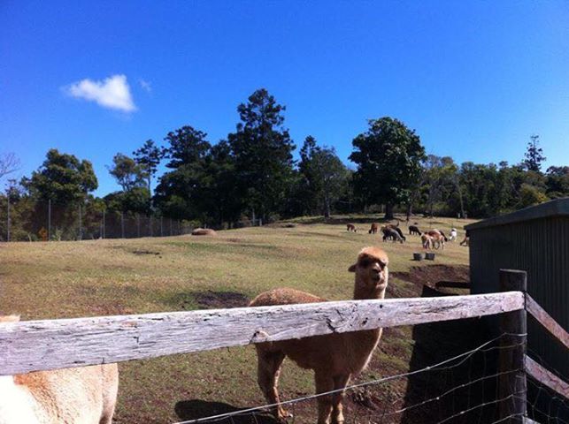もふもふの姿のアルパカたちが可愛い「アルパカ牧場」（参加者撮影）
