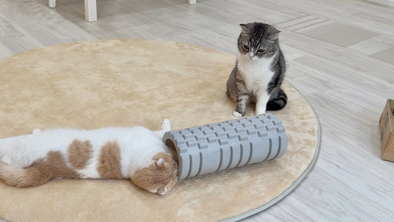 【もちまる日記】下僕と遊びたくて仕方ないはなが可愛すぎる！