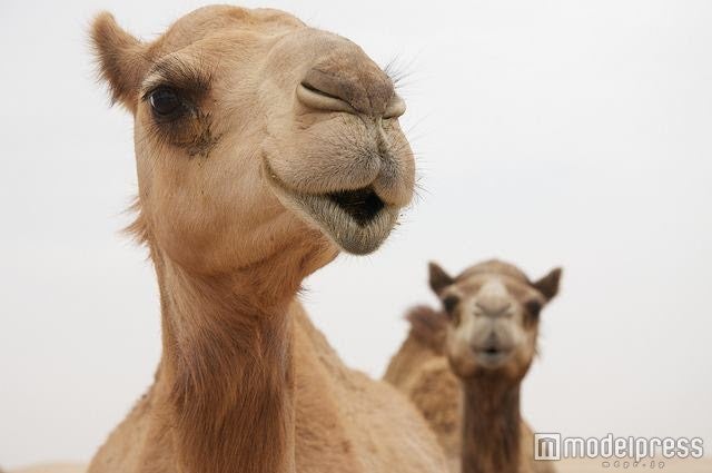 本物のラクダがやってくる（C）Arabian Festival．
