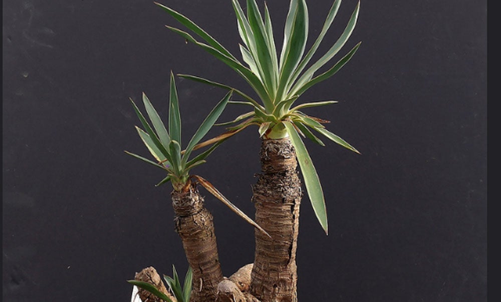 パワーを放つようなユッカ／Jerry Norbury by　09270305