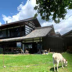 愛らしいヤギが暮らす、engawa cafe（提供画像）