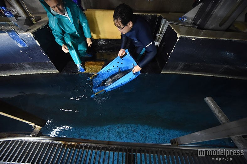 水槽に慎重に放す様子（公財）東京動物園協会提供