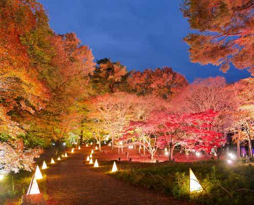 紅葉×イルミの秋だけの競演「紅葉見ナイト(もみじみないと)」埼玉で開催