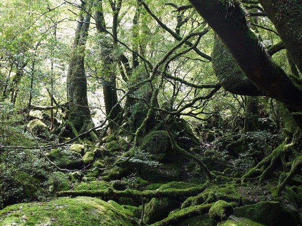 これぞ一生の思い出!!　この夏にどこか1カ所世界遺産に行かなければならないなら、どこへ行く？