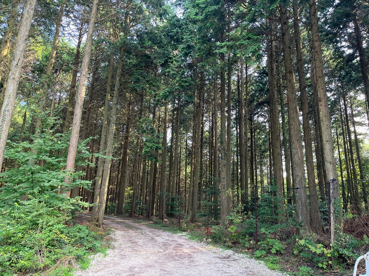 オリーヴの森／画像提供：小豆島ヘルシーランド