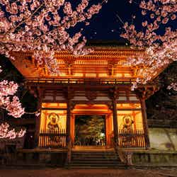 そうだ 京都、行こう。Presents NAKED meets 世界遺産 醍醐寺 —醍醐花見 ―/提供画像